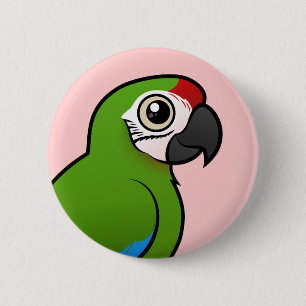Militär Macaw Knapp