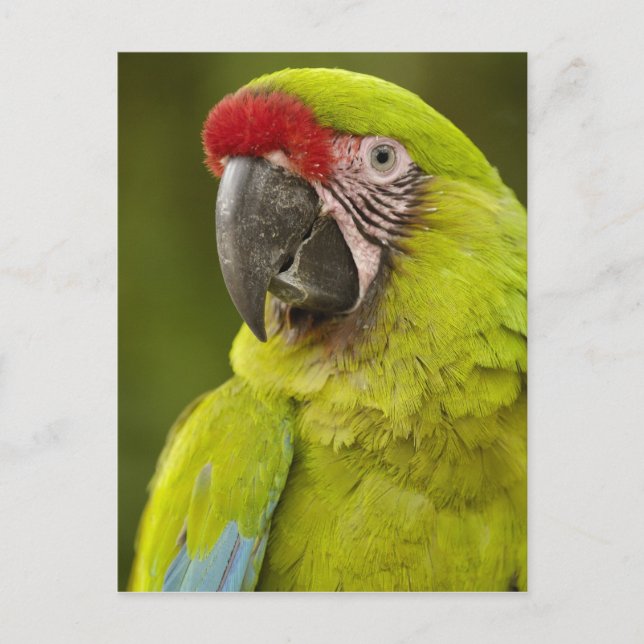 Militärara Vykort (Framsida)