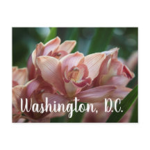 Milk Tea Orkidé Washington, D.C