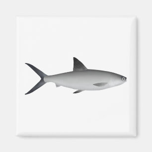 Milkfish Magnet