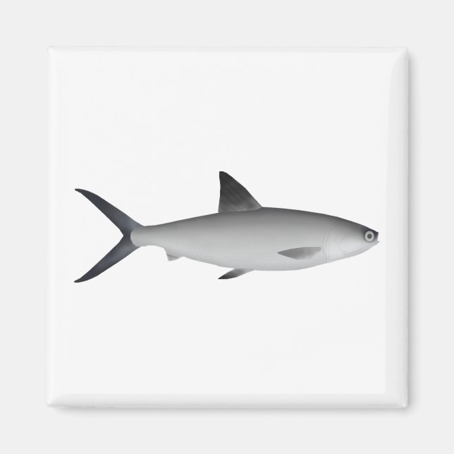 Milkfish Magnet (Framsidan)