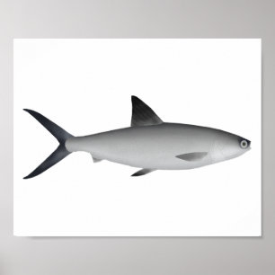 Milkfish Magnet Poster