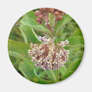 Milkweed är Söt Magnet