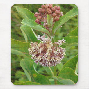 Milkweed är Söt Musmatta