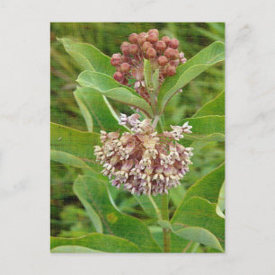Milkweed är Söt Vykort