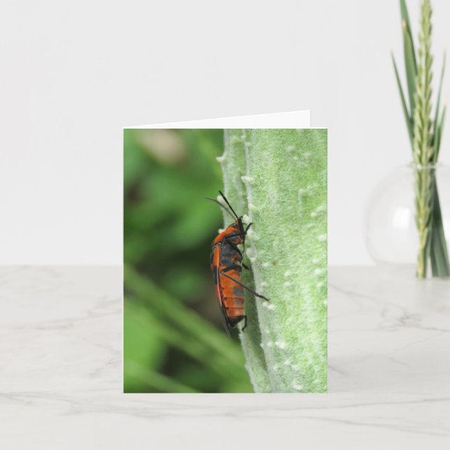 Milkweed Beetle och Pod - Tomt gratulationskort Kort (Framsida)
