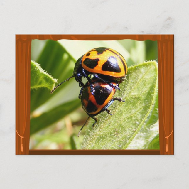 Milkweed Beetles ~ vycard Vykort (Framsida)