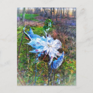 Milkweed-beskurna vykort