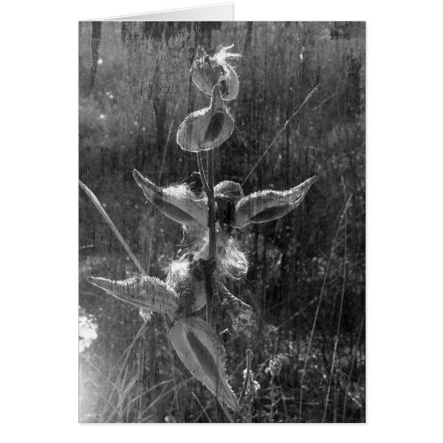 Milkweed Black and White Grunge Hälsningskort (Framsidan)