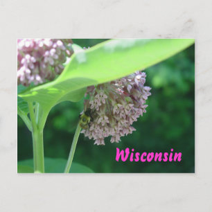 Milkweed Blooms Vykort