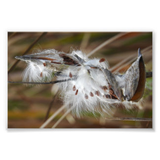 Milkweed Borta till Seed Fototryck
