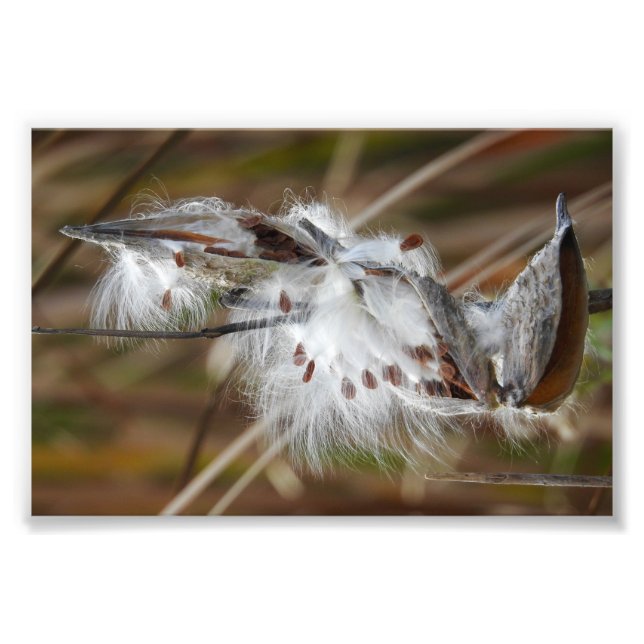 Milkweed Borta till Seed Fototryck (Framsidan)