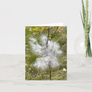 Milkweed   Butterfly   Anteckningskort