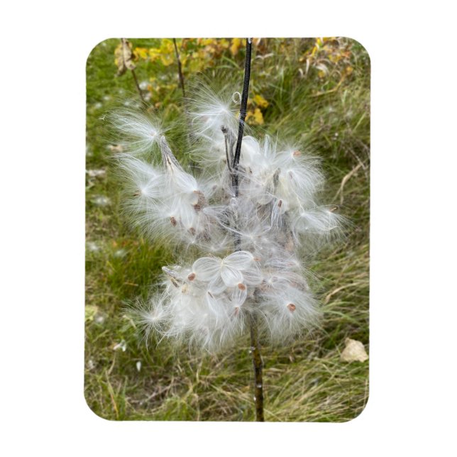 Milkweed | Butterfly | Flexibel Magnet (Vertikal)