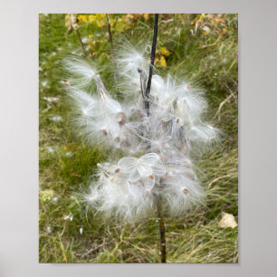Milkweed Butterfly Poster