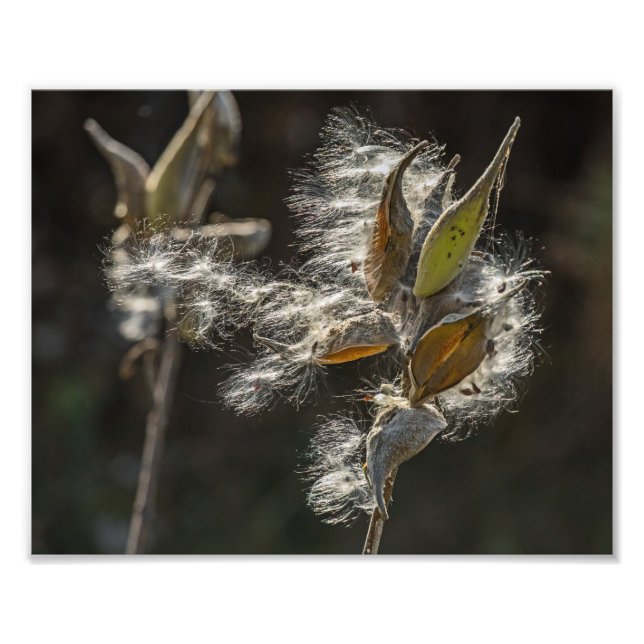 Milkweed Fototryck (Framsidan)