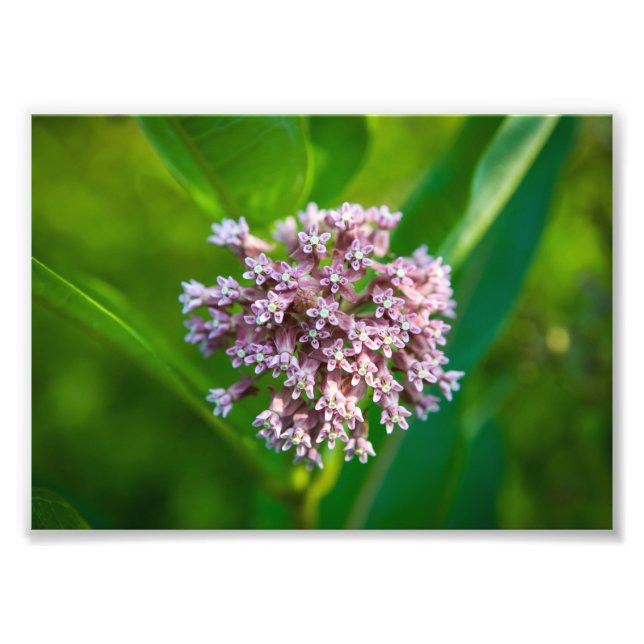 Milkweed — fototryck (Framsidan)