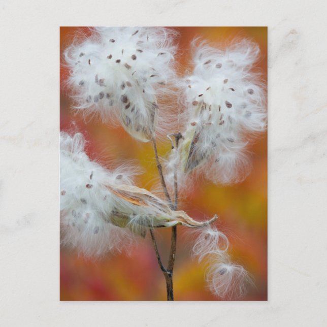 Milkweed-frön under hösten, Kanada Vykort (Framsida)