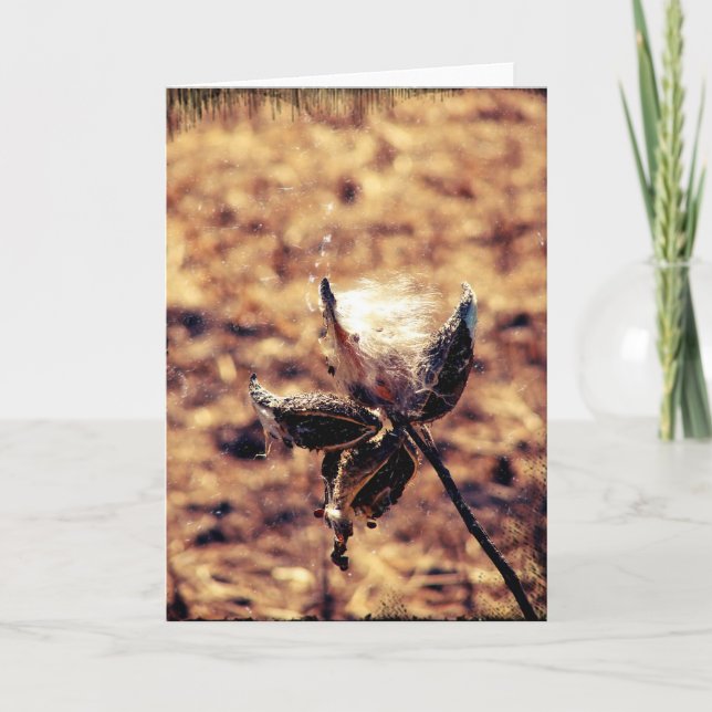 Milkweed Grunge Kort (Framsida)