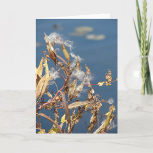 Milkweed i naturområdet kort