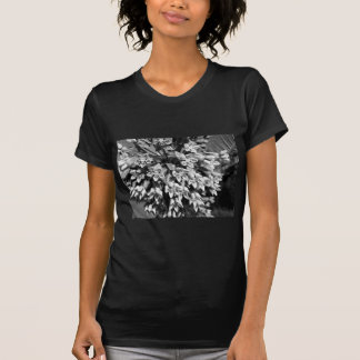 Milkweed in Black and White Tee Shirt