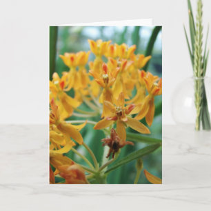 Milkweed Kort