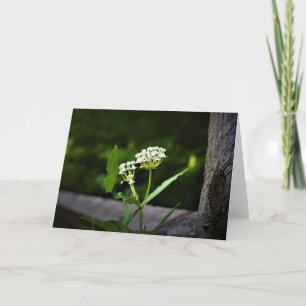 Milkweed, kort