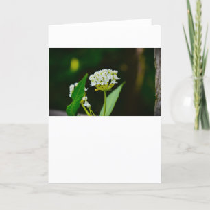 Milkweed, kort
