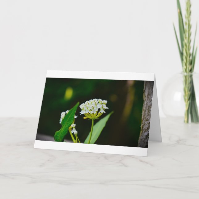 Milkweed, kort (Framsida)