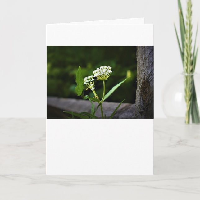 Milkweed, kort (Framsida)