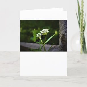 Milkweed, kort