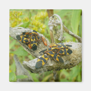 Milkweed Kryp Family #1 Magnet