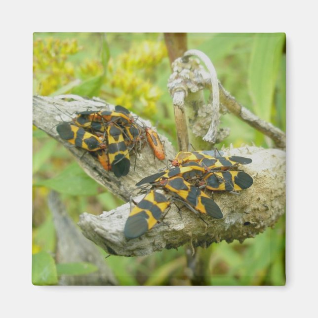 Milkweed Kryp Family #1 Magnet (Framsidan)