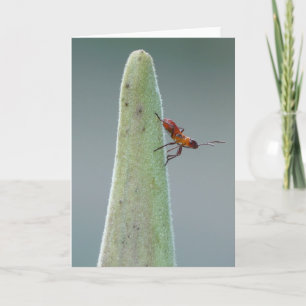 Milkweed Kryp Nyph Kort