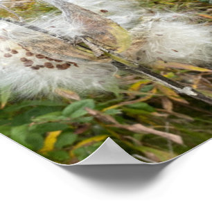 Milkweed   Naturlig Poster