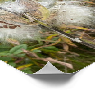 Milkweed Naturlig Poster