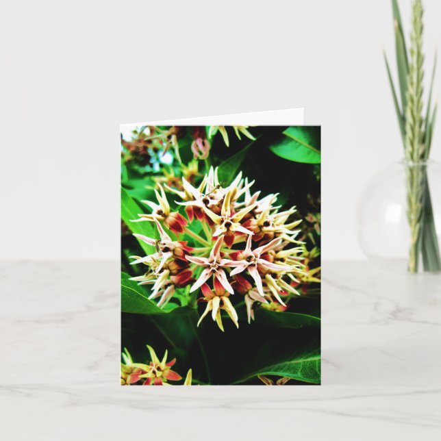 Milkweed Notecard Kort (Framsida)