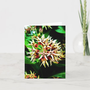 Milkweed Notecard Kort