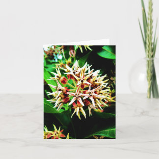 Milkweed Notecard Kort