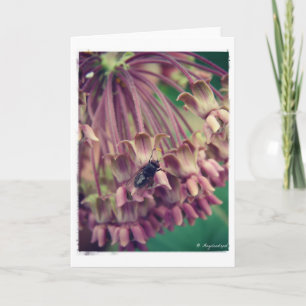 Milkweed och Fly Kort