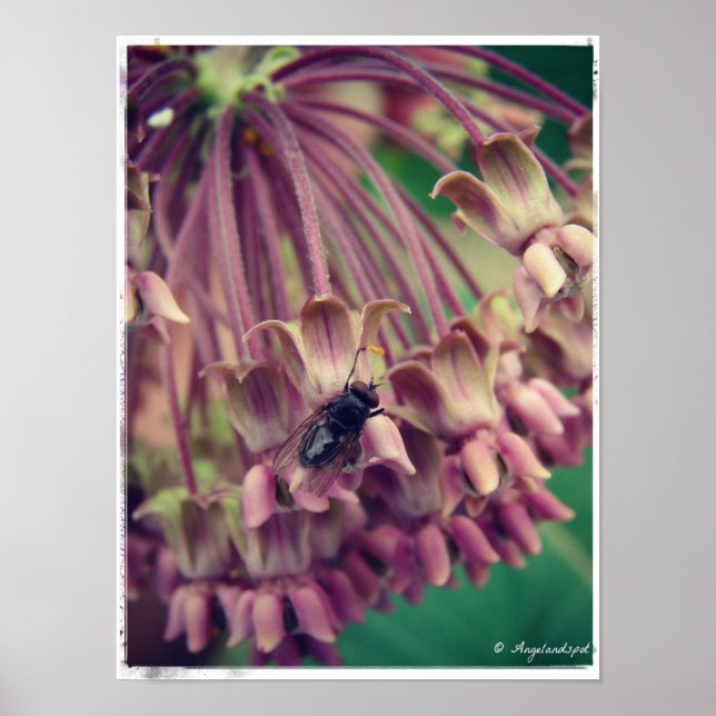 Milkweed och Fly Poster (Framsidan)