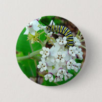 Milkweed och monark