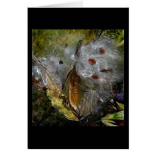 Milkweed Pod Frenzy Hälsningskort