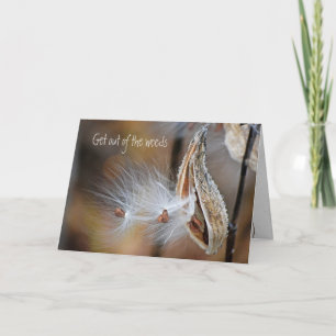 Milkweed Pod kommer snart Kort