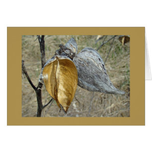 Milkweed Pods Hälsningskort