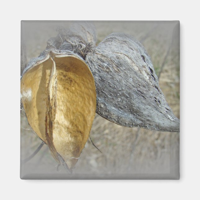 Milkweed Pods Magnet (Framsidan)