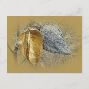 Milkweed Pods Vykort