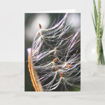 Milkweed Poof Carnival Ride Playful Natature