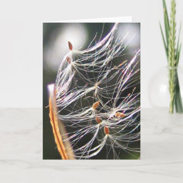 Milkweed Poof Carnival Ride Playful Natature Kort