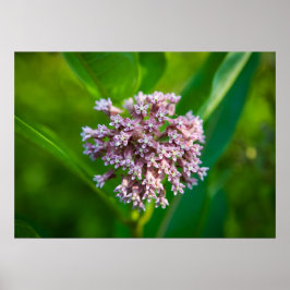 Milkweed — poster